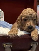 Orange Collar, a male Goldendoodle for sale in Lafayette, LA – 1 of 1