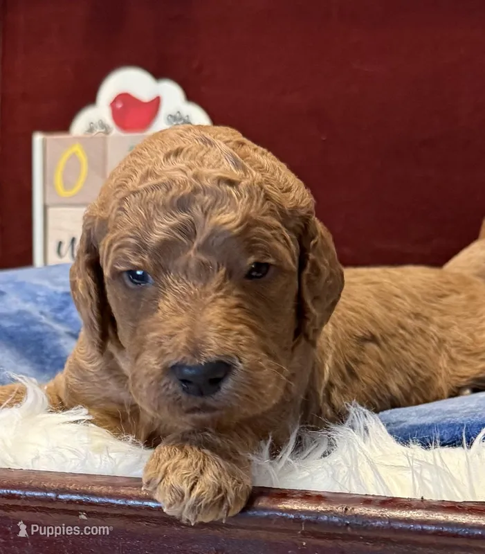 Light Blue Collar – Goldendoodle puppy for sale in Lafayette, LA