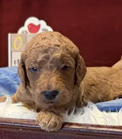 Light Blue Collar, a male Goldendoodle for sale in Lafayette, LA – 1 of 1