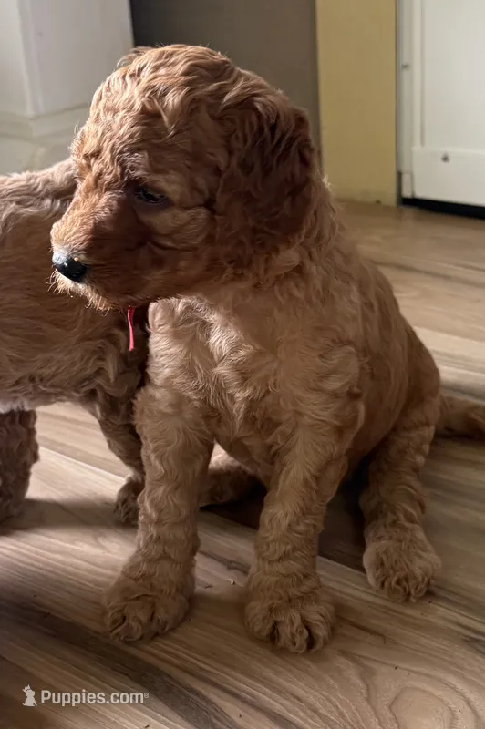 Red Collar – Goldendoodle puppy for sale in Lafayette, LA