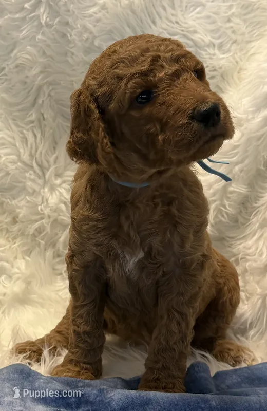 Light Blue Collar – Goldendoodle puppy for sale in Lafayette, LA