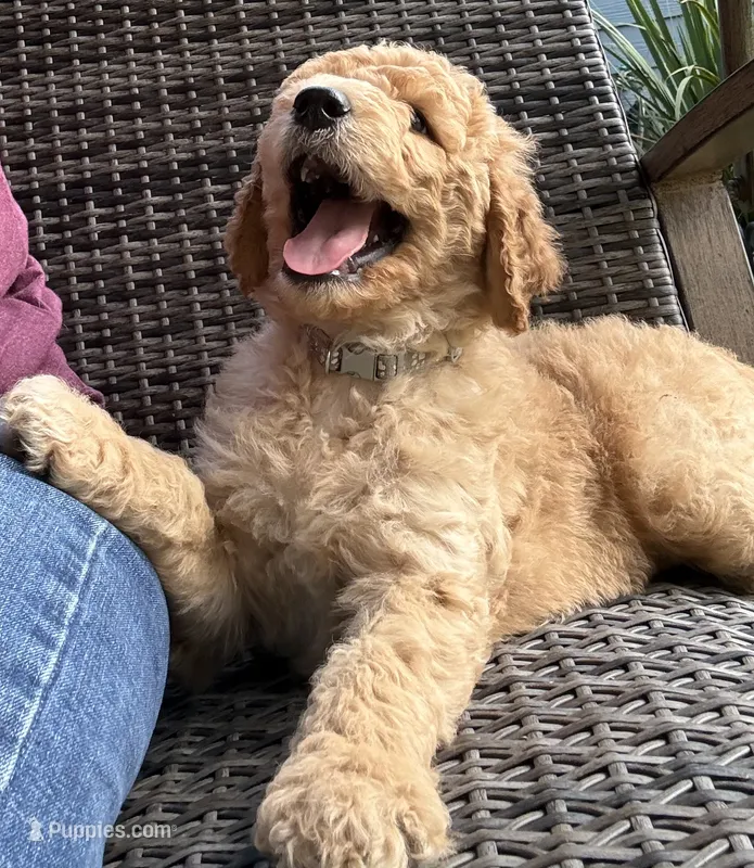 Grey Collar – Goldendoodle puppy for sale in Lafayette, LA