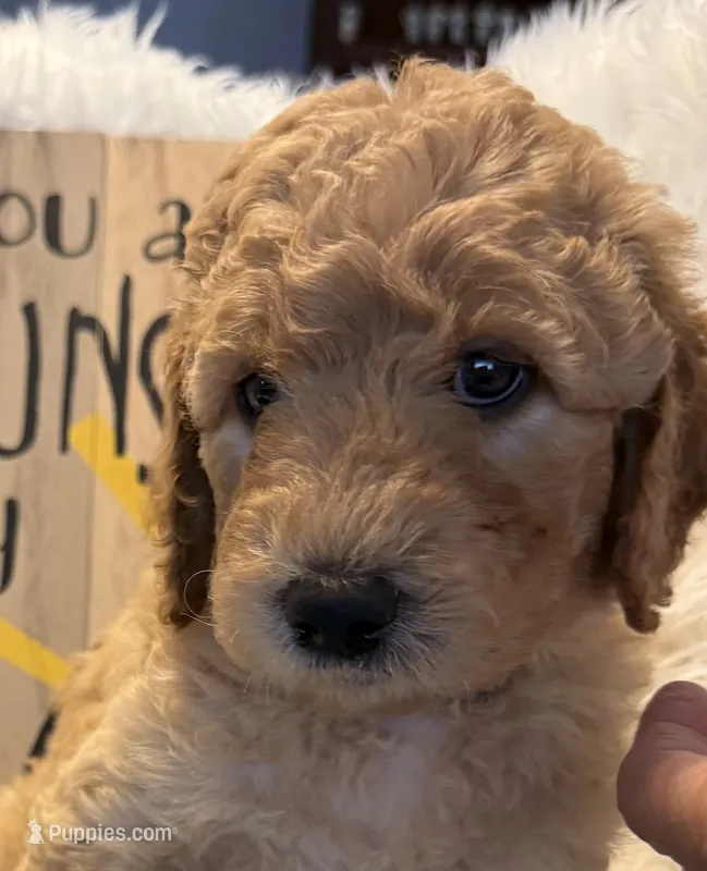 Grey Collar – Goldendoodle puppy for sale in Lafayette, LA