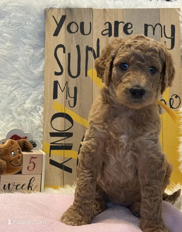 Yellow Collar – Goldendoodle puppy on hold in Lafayette, LA