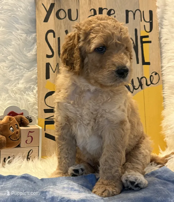 Grey Collar – Goldendoodle puppy for sale in Lafayette, LA