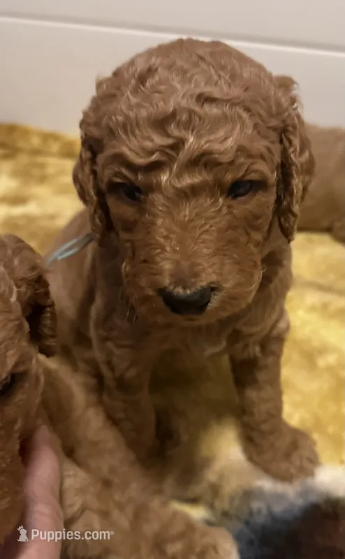 Light Blue Collar – Goldendoodle puppy for sale in Lafayette, LA
