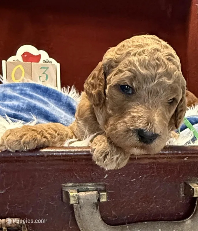 Green Collar – Goldendoodle puppy for sale in Lafayette, LA