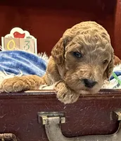 Green Collar, a male Goldendoodle for sale in Lafayette, LA – 1 of 1