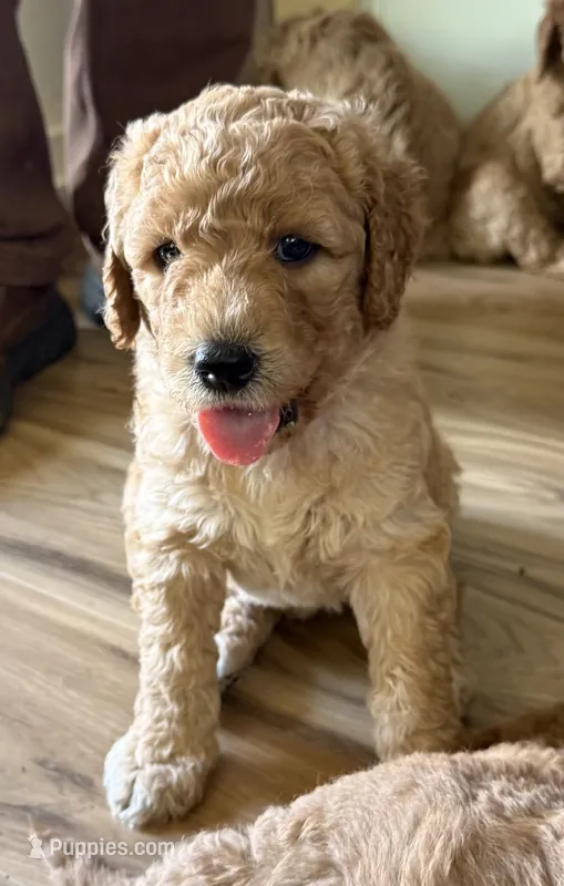 Grey Collar – Goldendoodle puppy for sale in Lafayette, LA