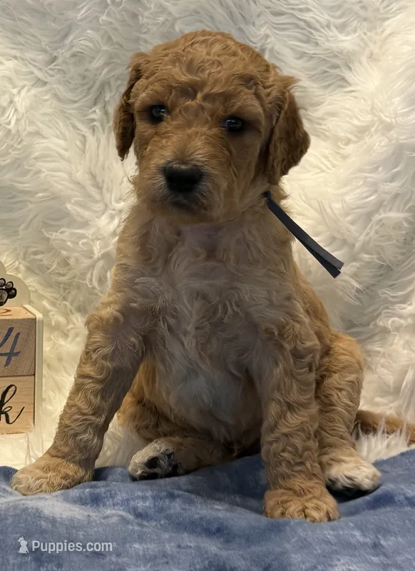 Grey Collar – Goldendoodle puppy for sale in Lafayette, LA