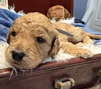 Grey Collar, a male Goldendoodle for sale in Lafayette, LA – 1 of 1