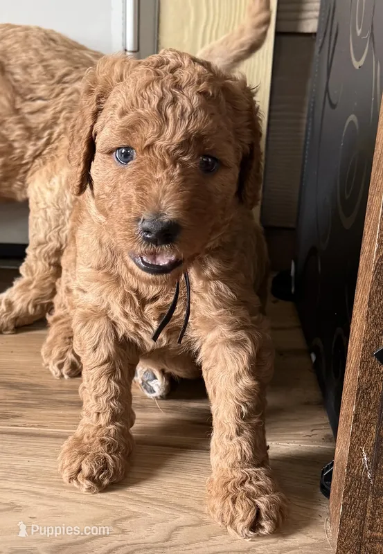Black Collar – Goldendoodle puppy for sale in Lafayette, LA