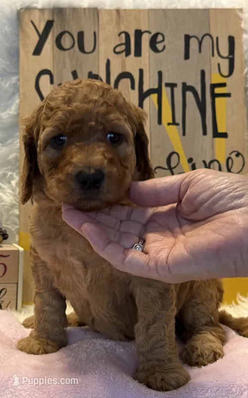 Red Collar – Goldendoodle puppy for sale in Lafayette, LA