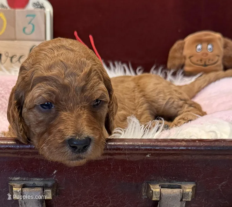 Red Collar – Goldendoodle puppy for sale in Lafayette, LA
