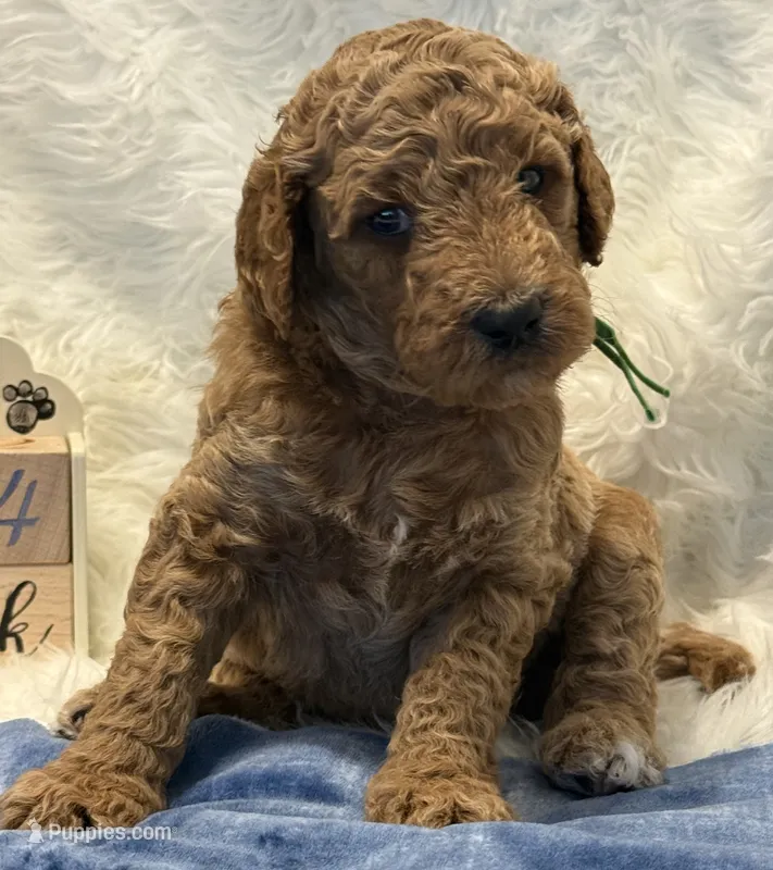 Green Collar – Goldendoodle puppy on hold in Lafayette, LA