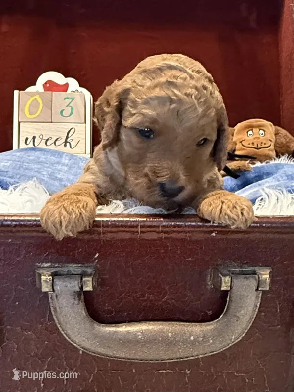 Black Collar – Goldendoodle puppy for sale in Lafayette, LA
