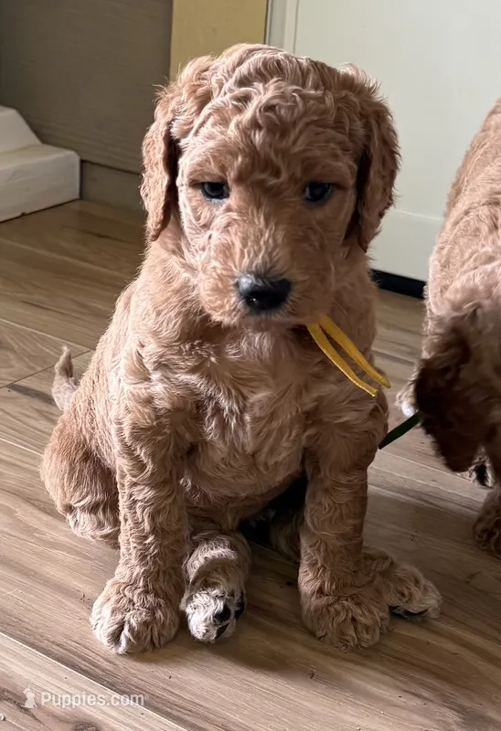 Yellow Collar – Goldendoodle puppy for sale in Lafayette, LA