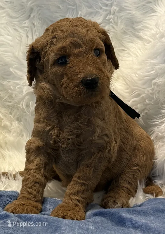 Black Collar – Goldendoodle puppy for sale in Lafayette, LA