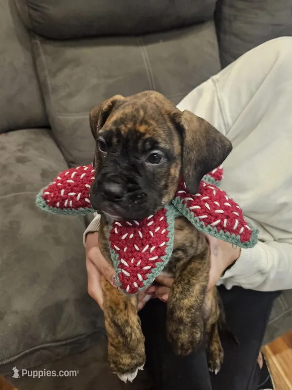 Gloria, a female Boxer and English Mastiff for sale in Lakeville, MN – Photo 1 of 4