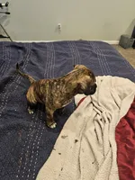 Gloria, a female Boxer and English Mastiff for sale in Lakeville, MN – Photo 3 of 4