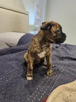 Gloria, a female Boxer and English Mastiff for sale in Lakeville, MN – Photo 2 of 4