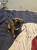 Gloria, a female Boxer and English Mastiff for sale in Lakeville, MN – Photo 4 of 4