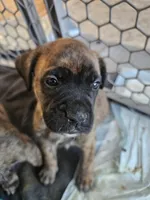 processed/5691d3f3-973a-4c21-8223-d876648b050d/listing/9804b2f4-7f25-4197-9c63-057329b391fb/865f68b4-2cf4-43be-ab4e-da7b9dde9ae7