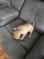 Lord farquaad, a  Boxer and English Mastiff for sale in Lakeville, MN – Photo 2 of 4