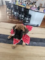 Lord farquaad, a  Boxer and English Mastiff for sale in Lakeville, MN – Photo 4 of 4