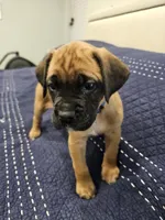 Lord farquaad, a  Boxer and English Mastiff for sale in Lakeville, MN – Photo 1 of 4