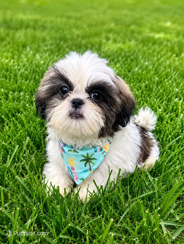 Danny – Shih Tzu puppy for sale in Norfolk, NE