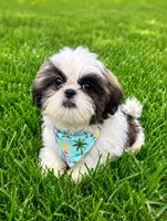 Danny, a male Shih Tzu for sale in Norfolk, NE – 3 of 3