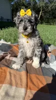 Stella, a female Maltipoo and Shih Tzu for sale in Norfolk, NE – 9 of 10