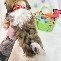 Finn, a male Havanese for sale in Norfolk, NE – Photo 4 of 4