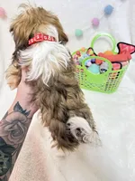 Finn, a male Havanese for sale in Norfolk, NE – Photo 4 of 4