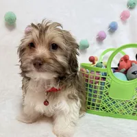 Finn, a male Havanese for sale in Norfolk, NE – Photo 2 of 4