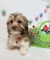 Finn, a male Havanese for sale in Norfolk, NE – Photo 2 of 4