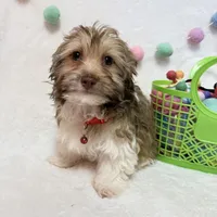 Finn, a male Havanese for sale in Norfolk, NE – Photo 1 of 4