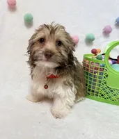 Finn, a male Havanese for sale in Norfolk, NE – Photo 1 of 4