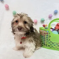 Finn, a male Havanese for sale in Norfolk, NE – Photo 3 of 4