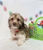 Finn, a male Havanese for sale in Norfolk, NE – Photo 3 of 4