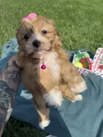 Gemma, a female Havanese for sale in Norfolk, NE – 5 of 8