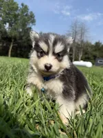 Blue, a male Pomsky for sale in Norfolk, NE – 2 of 10