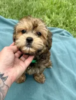 Trigg, a male Havanese for sale in Norfolk, NE – 2 of 6