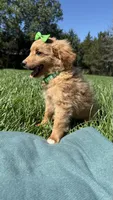 Elsa, a female Miniature Goldendoodle for sale in Norfolk, NE – 3 of 6