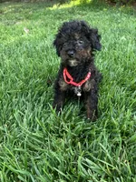 Harrison , a male Poodle - Toy  for sale in Norfolk, NE – 4 of 4
