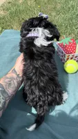Jazz, a female Maltese and Havamalt for sale in Norfolk, NE – 7 of 8