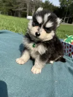 West, a male Pomsky for sale in Norfolk, NE – 4 of 10