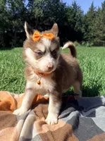 Cookie, a female Pomsky for sale in Norfolk, NE – 7 of 10