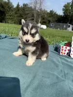 Blue, a male Pomsky for sale in Norfolk, NE – 3 of 10